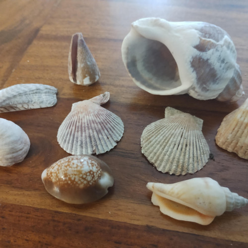 Lot de coquillage de décoration