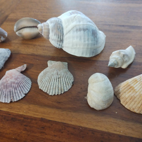 Lot de coquillage de décoration
