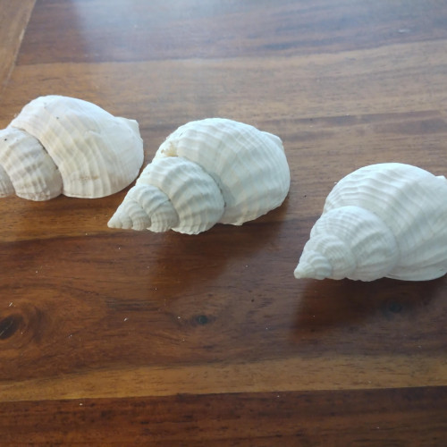 Lot de 3 Coquillages / Décoration