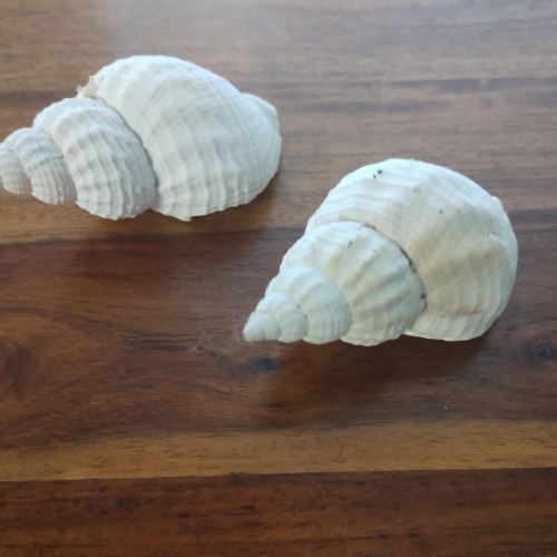 Lot de 3 Coquillages / Décoration