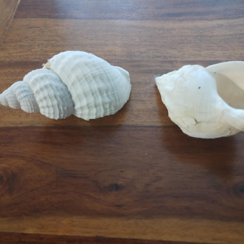 Lot de 3 Coquillages / Décoration