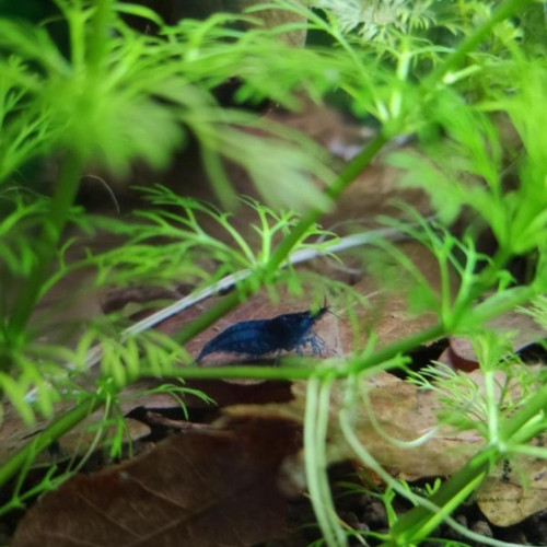 Crevettes Néocaridinas variées issues de plusieurs souches