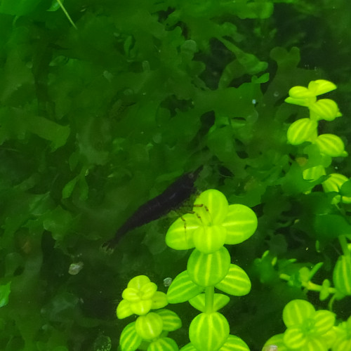 Crevettes Néocaridinas variées issues de plusieurs souches
