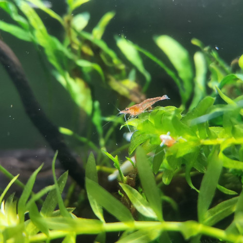 Crevettes Néocaridinas variées issues de plusieurs souches