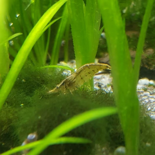 Crevettes Néocaridinas variées issues de plusieurs souches