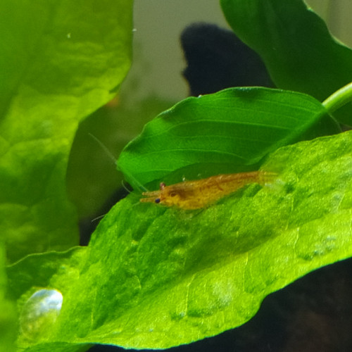 Crevettes Néocaridinas variées issues de plusieurs souches