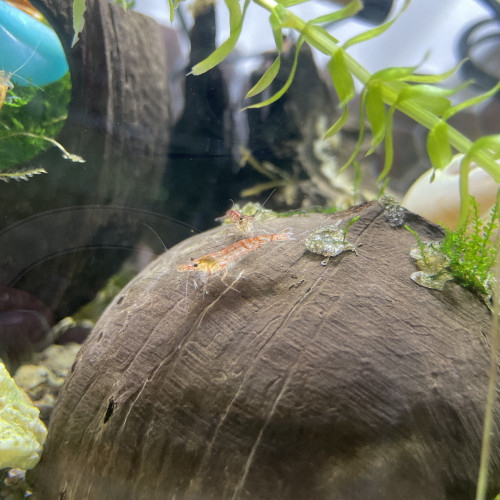 Crevettes Néocaridinas variées issues de plusieurs souches