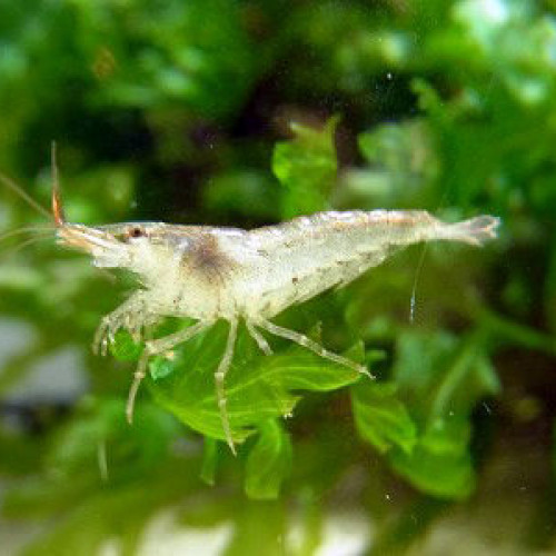 Crevettes Néocaridinas variées issues de plusieurs souches