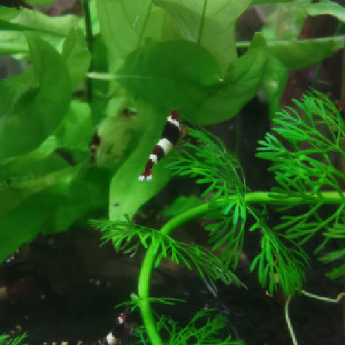 Crevettes Caridinas  Taiwan Bee mixtes