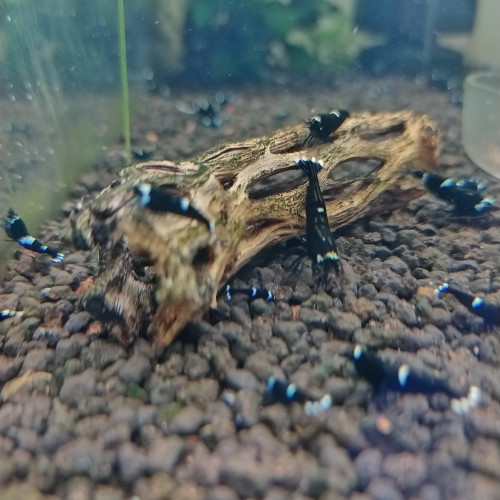 Crevettes Caridinas  Taiwan Bee mixtes