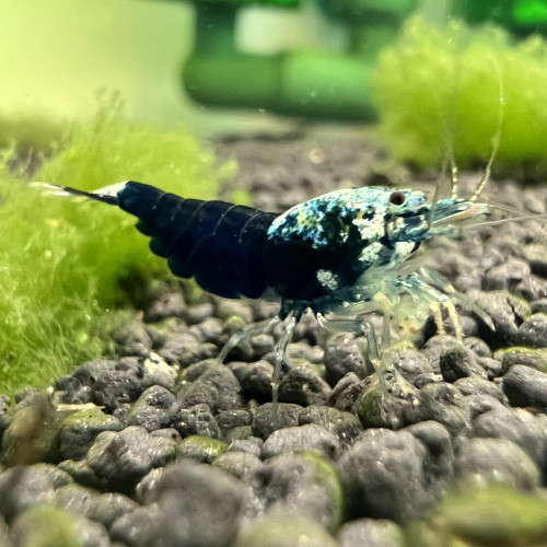 Crevettes  Caridinas Crazy Blue
