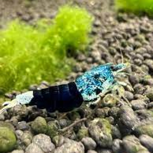 Crevettes  Caridinas Crazy Blue