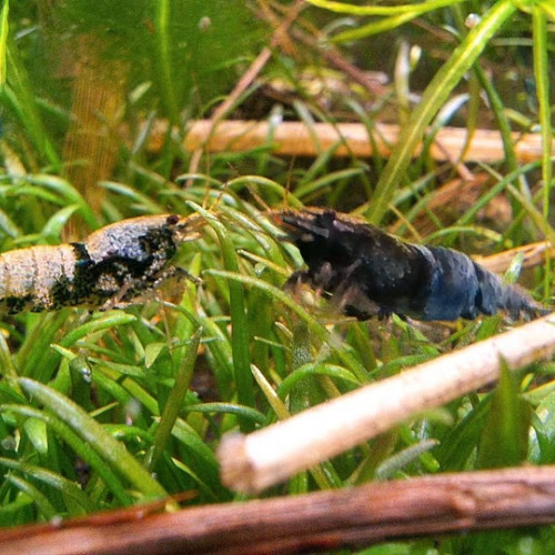 Crevettes  Caridinas Crazy Blue