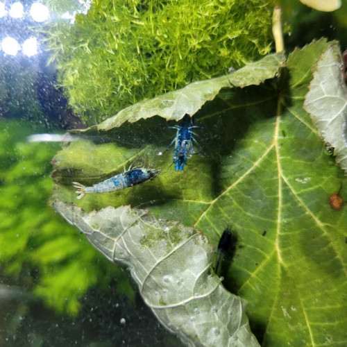 Crevettes  Caridinas Crazy Blue