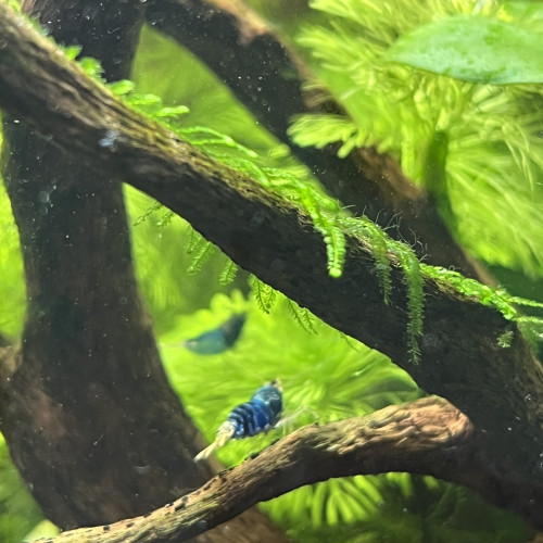 Crevettes  Caridinas Crazy Blue