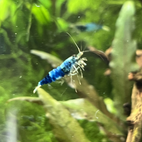 Crevettes  Caridinas Crazy Blue
