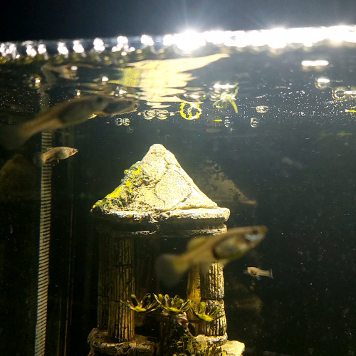 Guppys et Croisements de Guppys