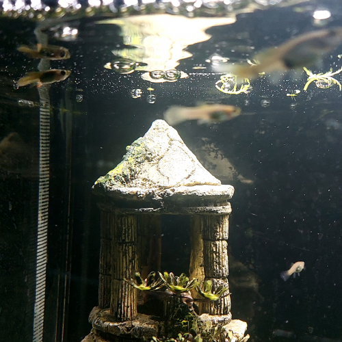 Guppys et Croisements de Guppys