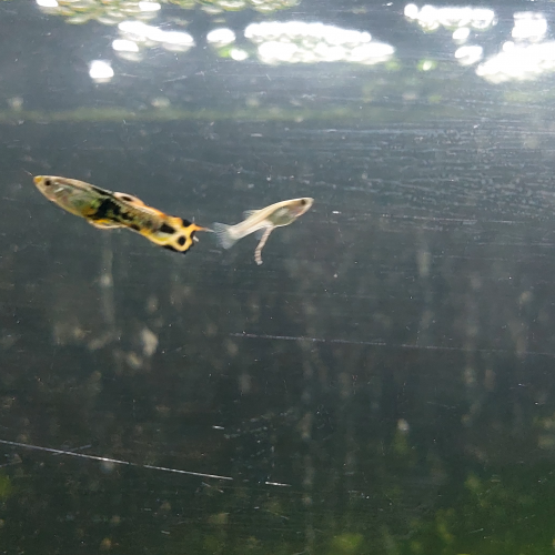 Guppys et Croisements de Guppys