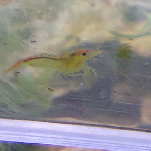 Crevettes