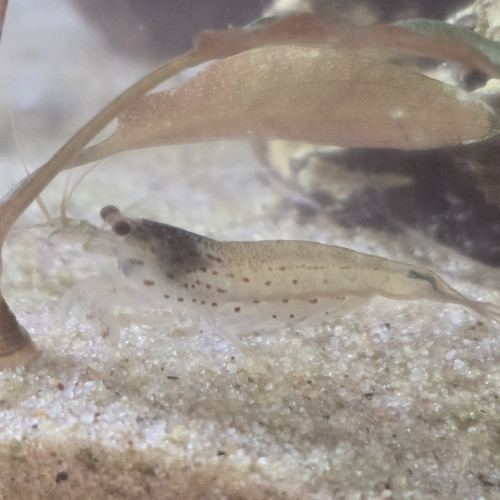 Crevettes amano