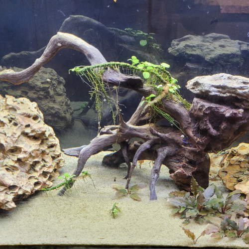 Crevettes amano