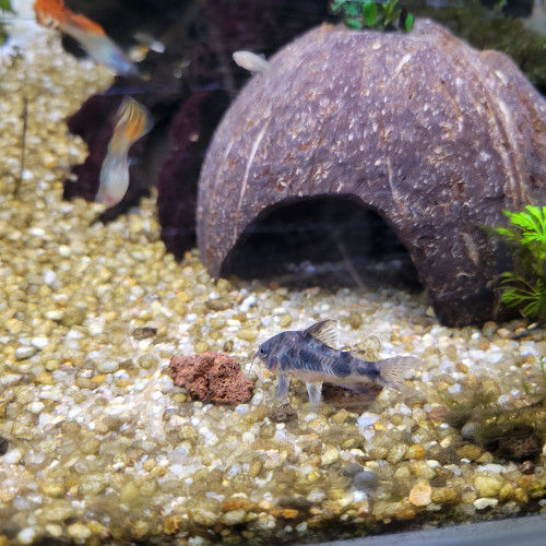 Vend chorydoras paleatus