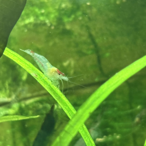 Crevettes Neocaridina déclassées