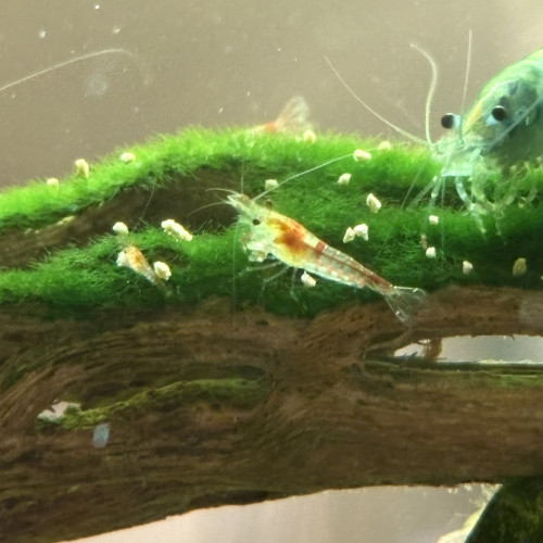 Crevettes Neocaridina déclassées