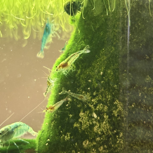 Crevettes Neocaridina déclassées