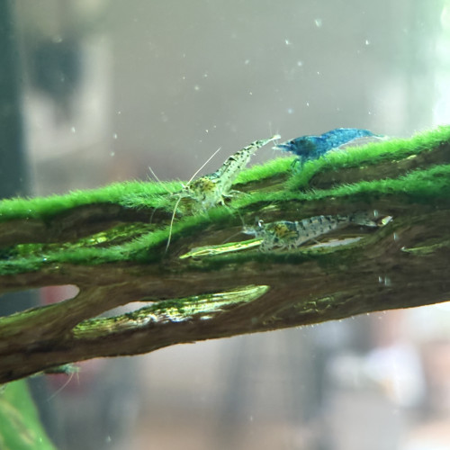 Crevettes Neocaridina déclassées