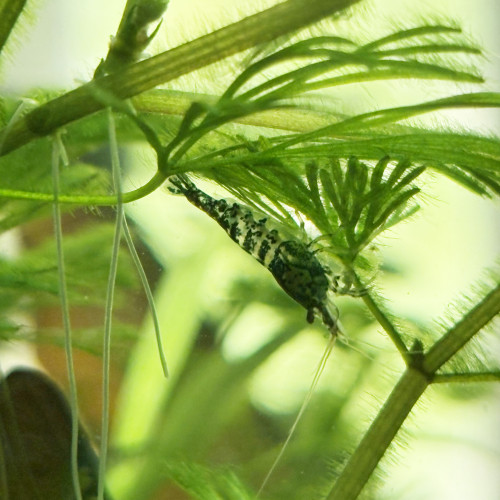 Crevettes Neocaridina déclassées