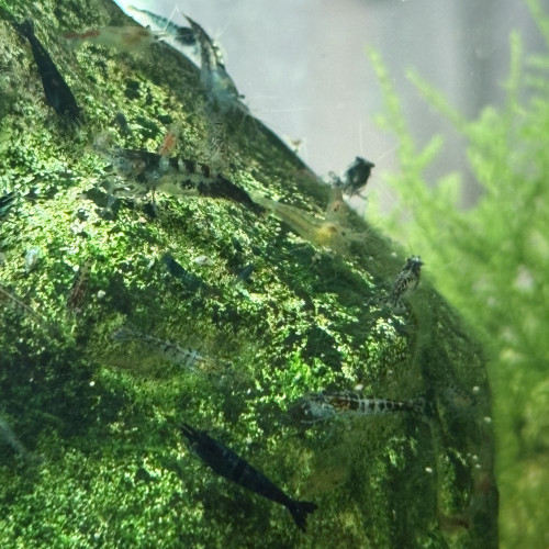 Crevettes Neocaridina déclassées