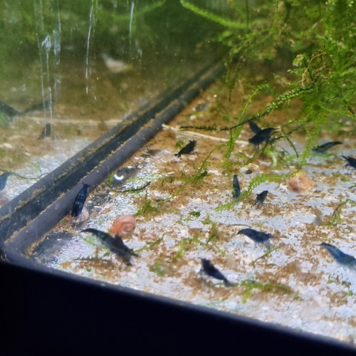 Crevettes neocaridina