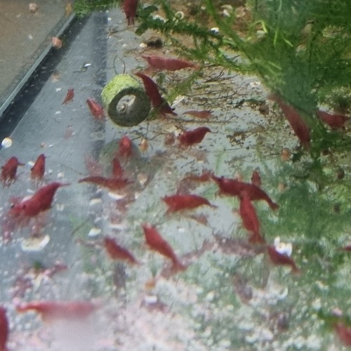 Crevettes neocaridina