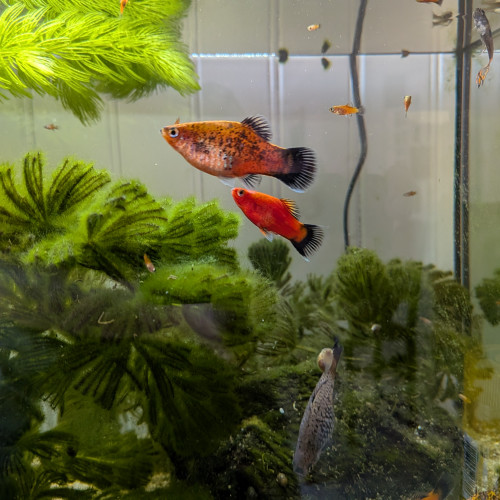 Platys mâles