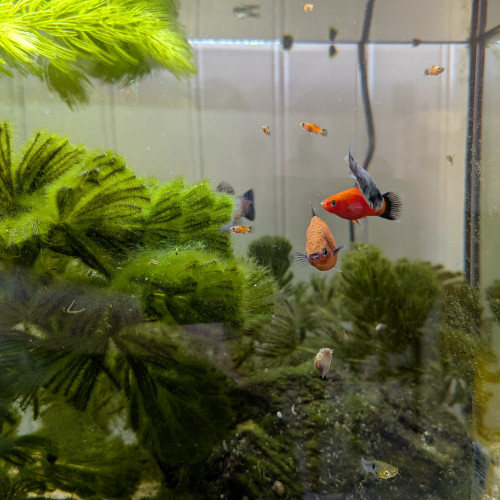 Platys mâles
