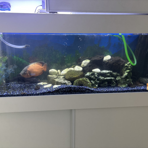 Chiclides oscar et pleco
