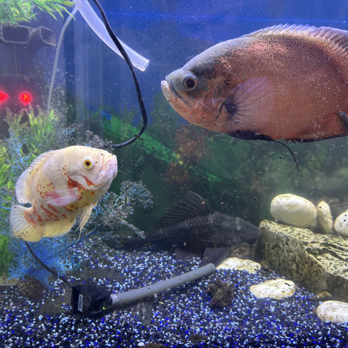 Chiclides oscar et pleco