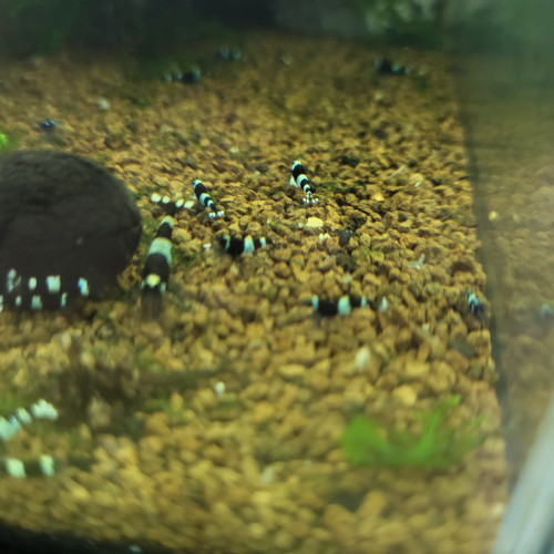 Caridina panda