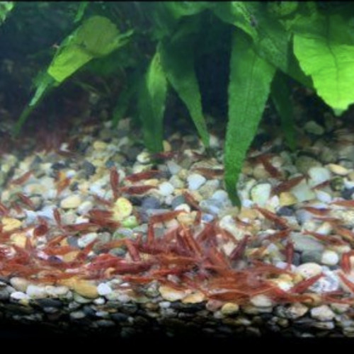 Crevette red cherry