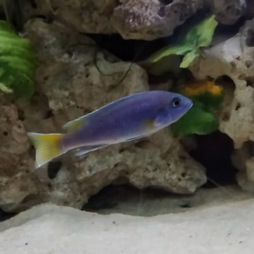 Pseudotropheus acei luwana reef