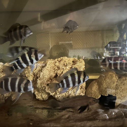 Couple Frontosa Burundi