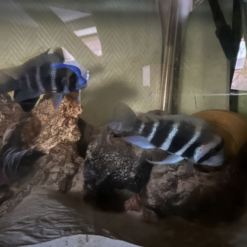 Couple Frontosa Burundi