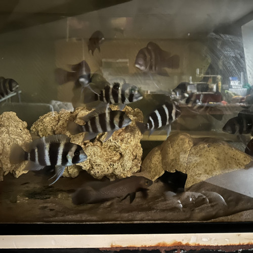 Couple Frontosa Burundi