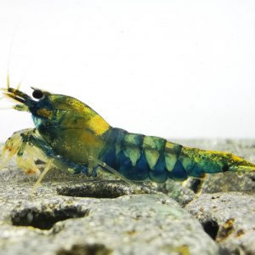 Neocaridina Crazy Blue