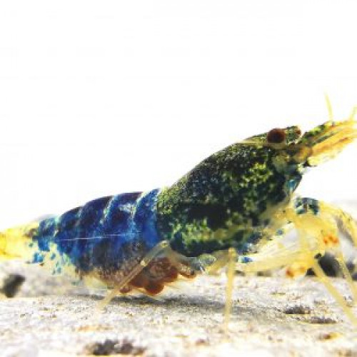 Neocaridina Crazy Blue