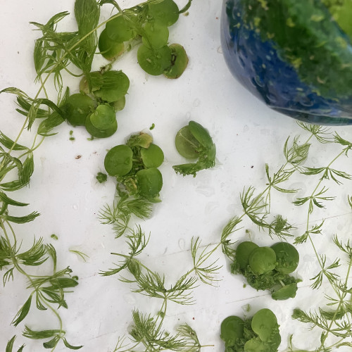 Lot plante verte low- tech