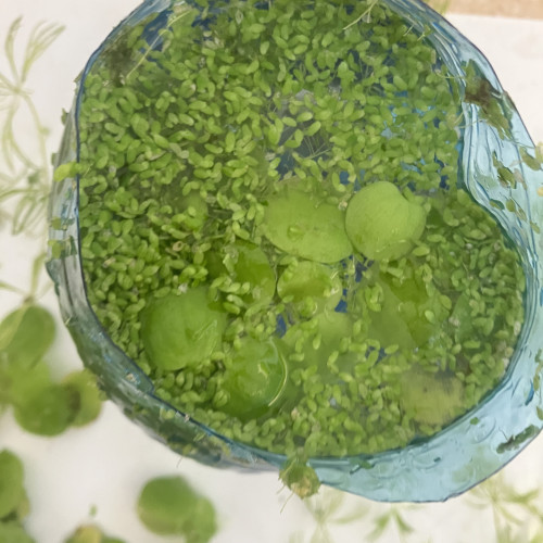 Lot plante verte low- tech