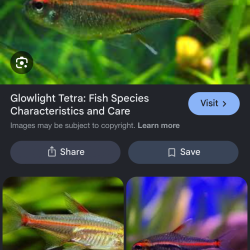 Tetra glowlight / fire neon